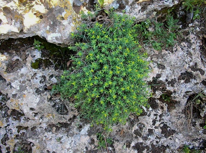 Euphorbia spinosa / Euforbia spinosa